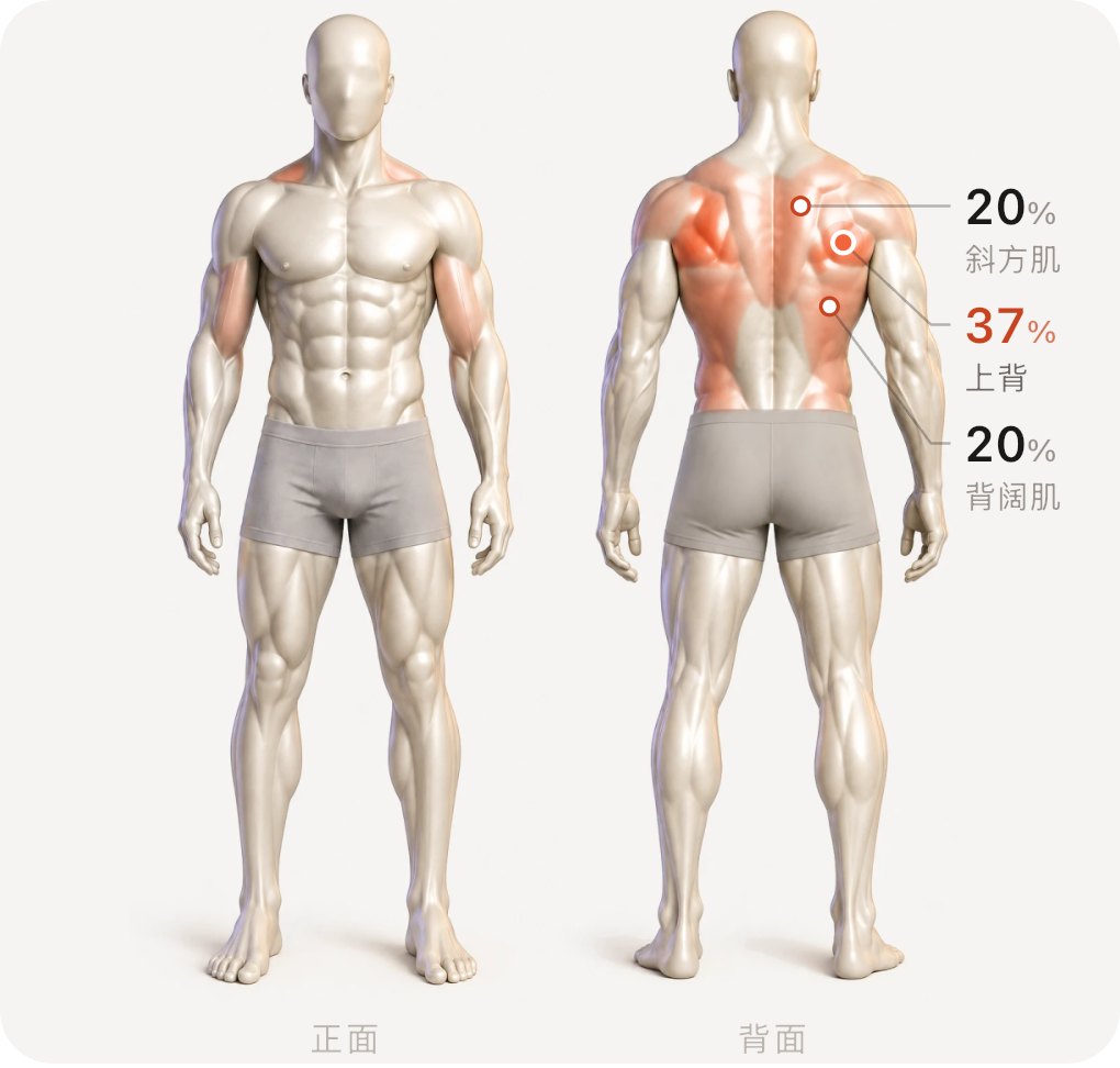 3D 肌群图:正面与背面,上背、斜方肌、背阔肌高亮